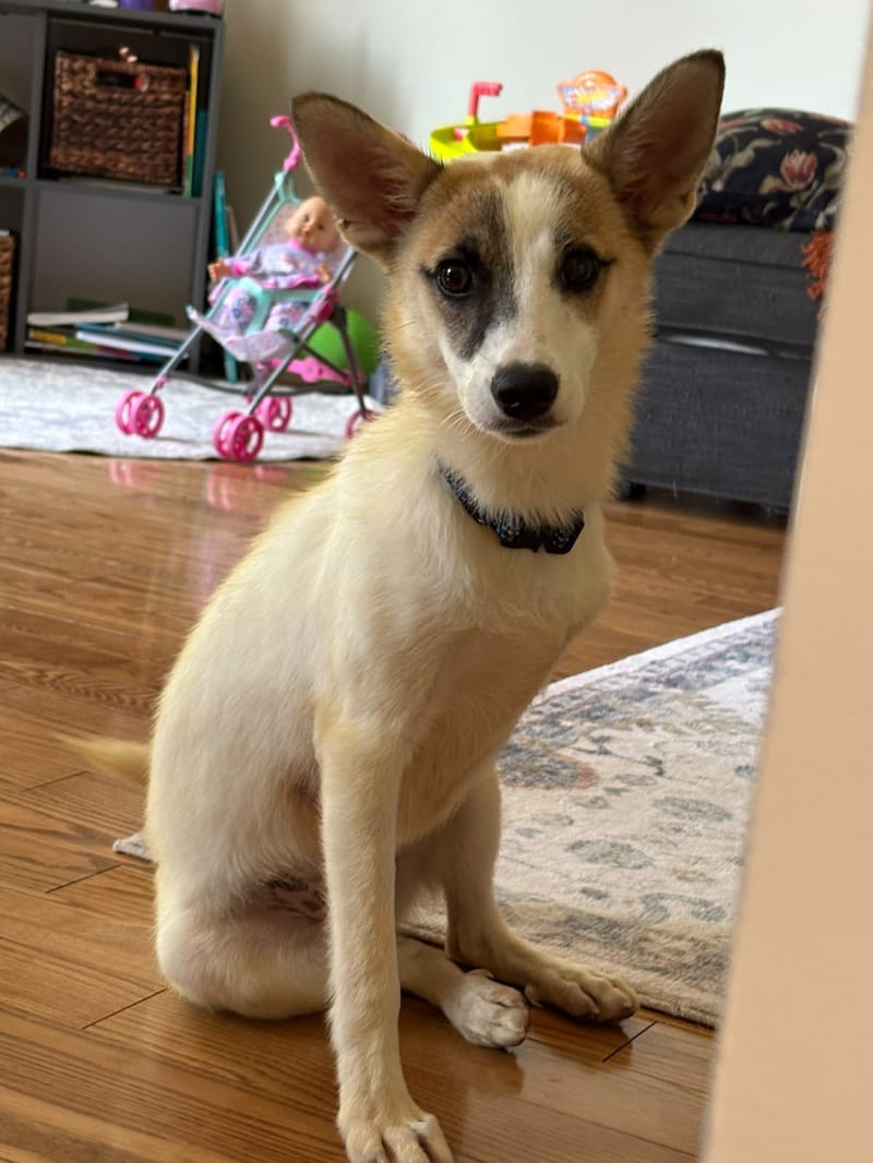 Stella and Tasha Are in Canada!