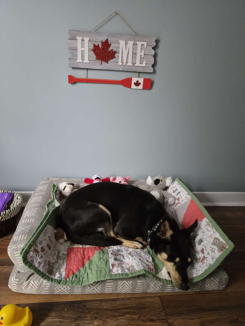 Stella and Tasha Are in Canada!