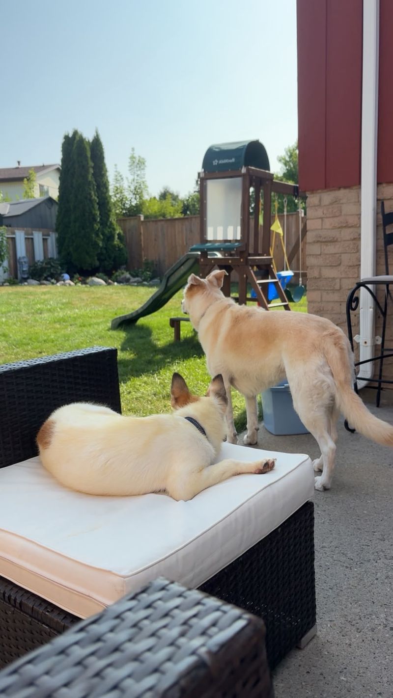 Stella and Tasha Are in Canada!