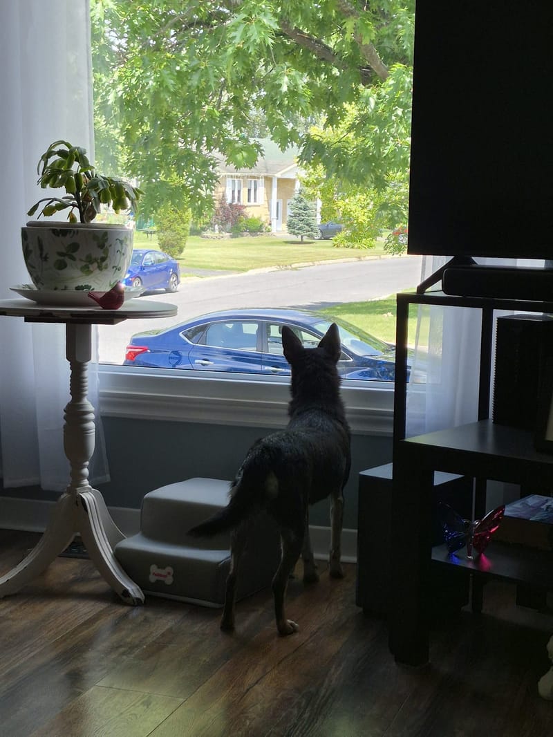 Stella and Tasha Are in Canada!