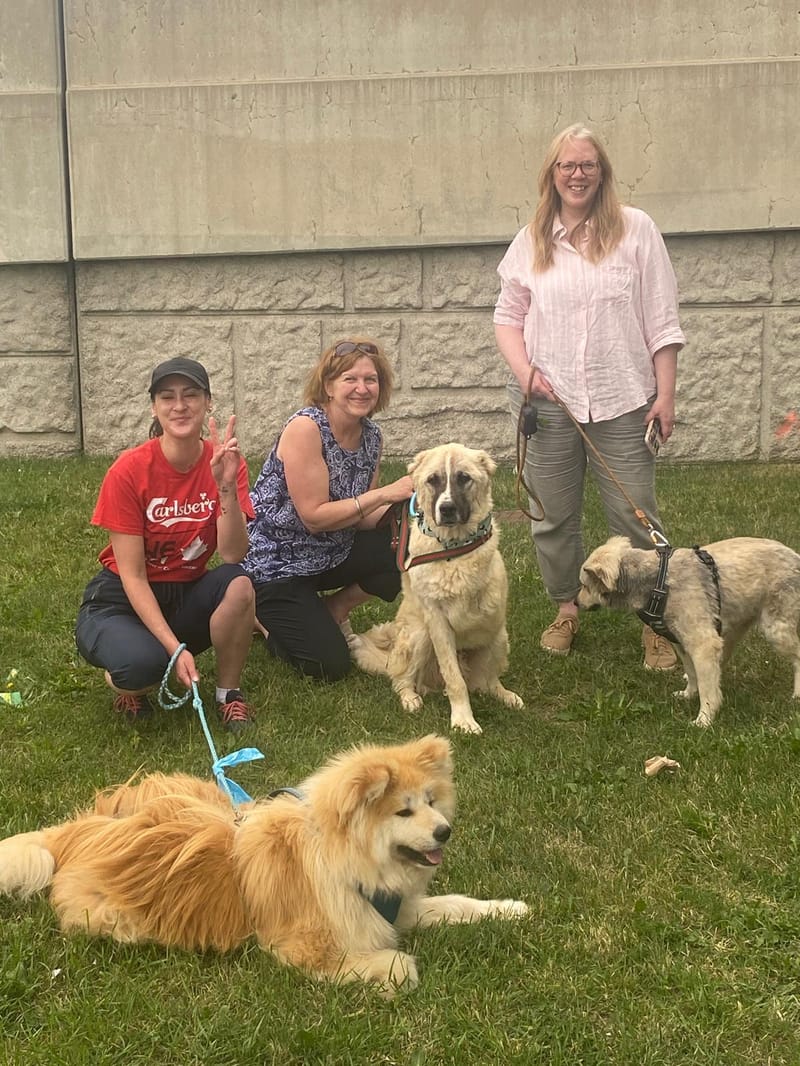 Hugo, Mika and Rosy Are Canadians!