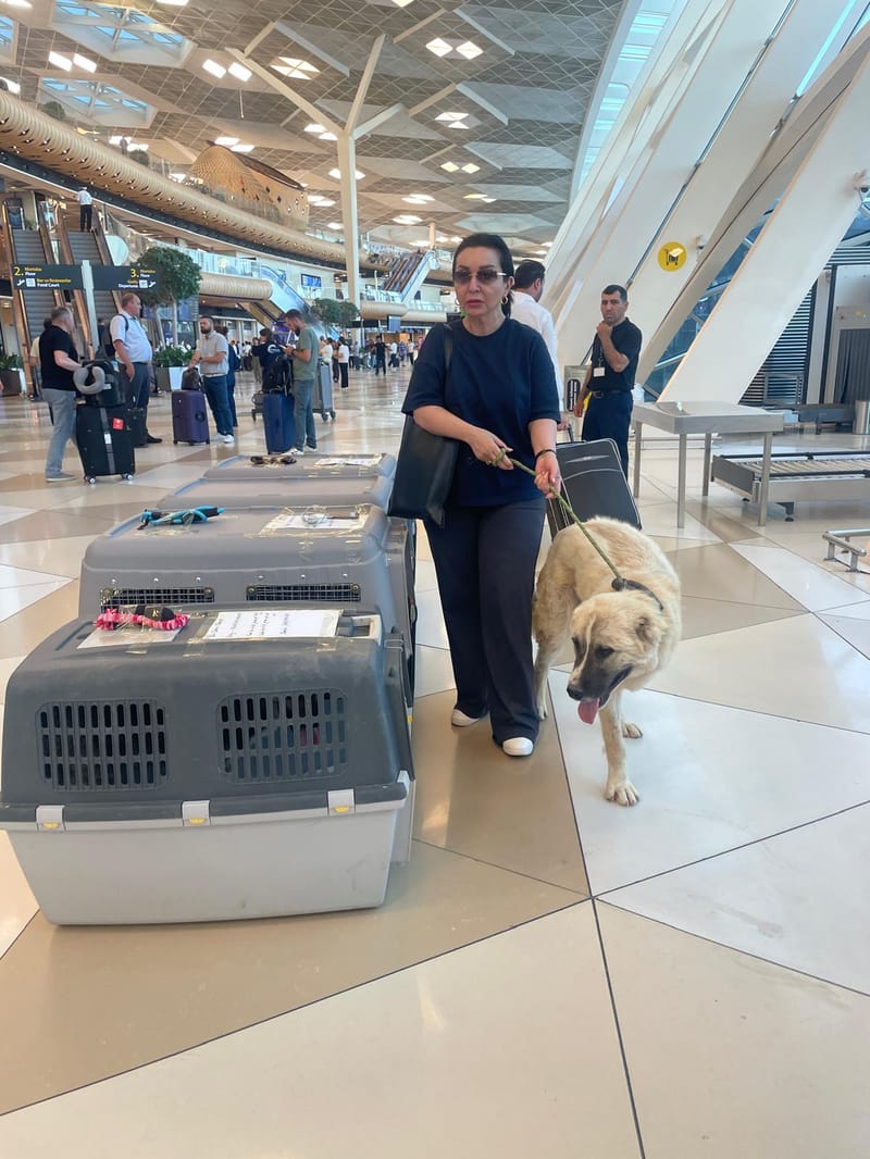 Hugo, Mika and Rosy Are Canadians!