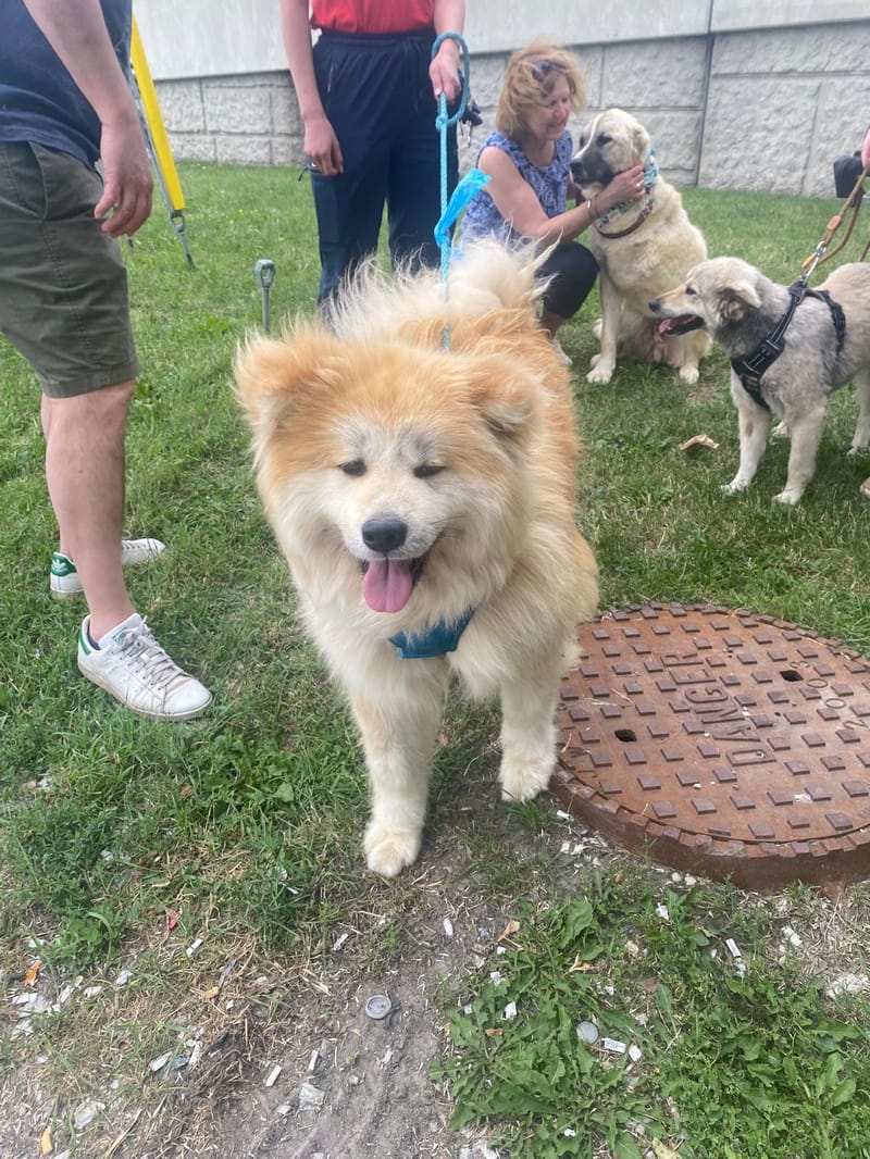 Hugo, Mika and Rosy Are Canadians!