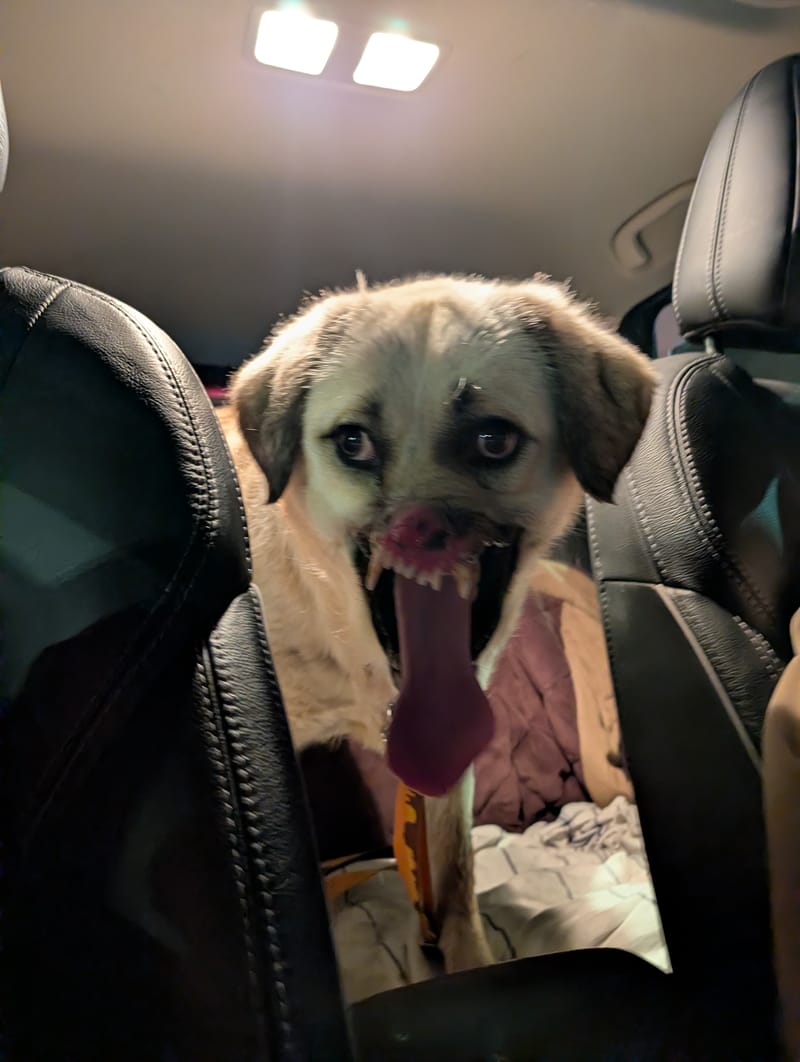 Bruno's Long Journey Home