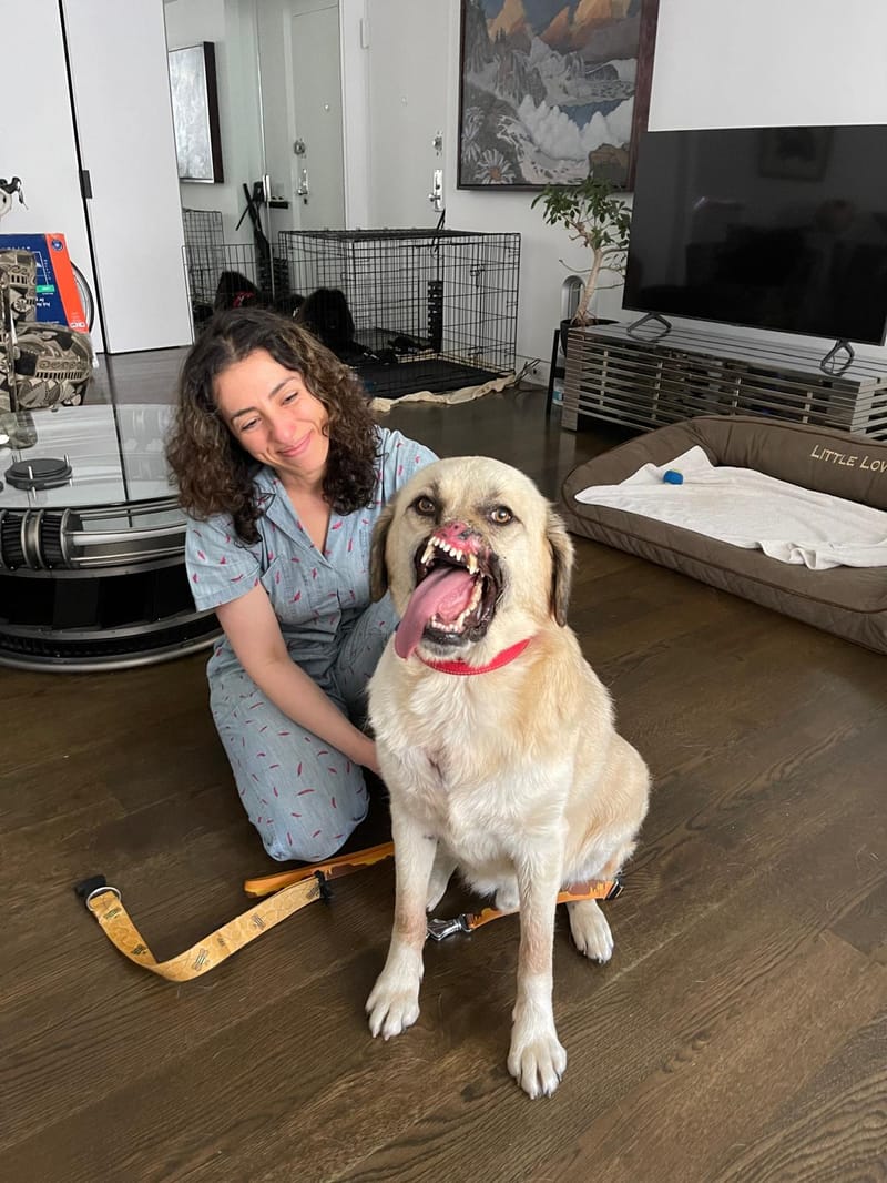 Bruno's Long Journey Home