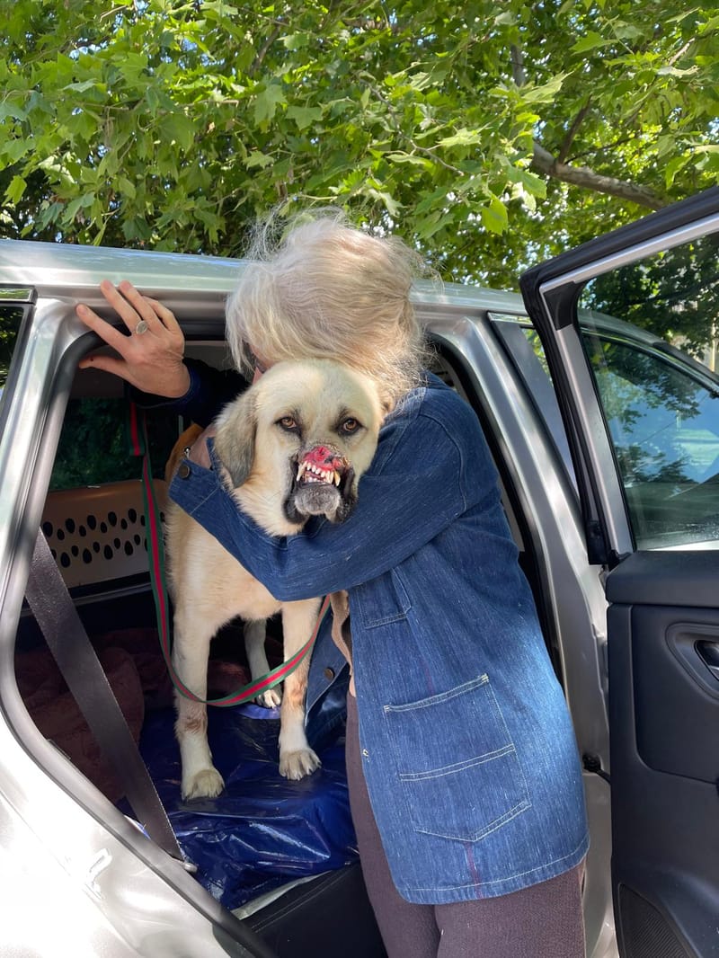 Bruno's Long Journey Home