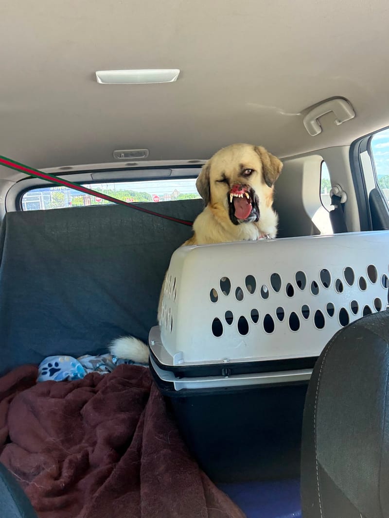 Bruno's Long Journey Home