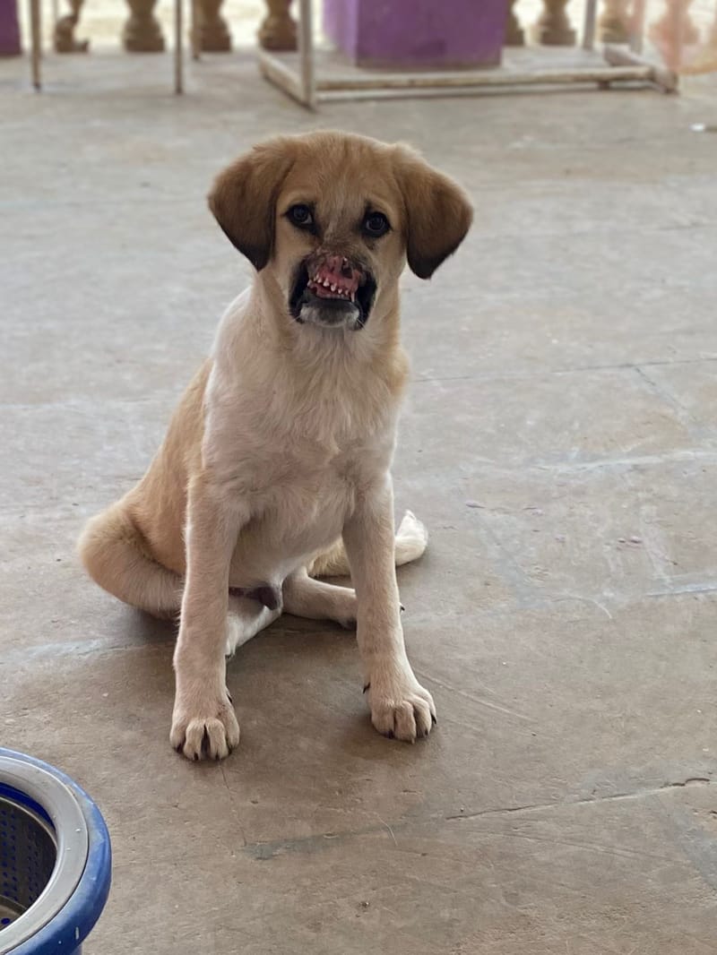 Bruno's Long Journey Home