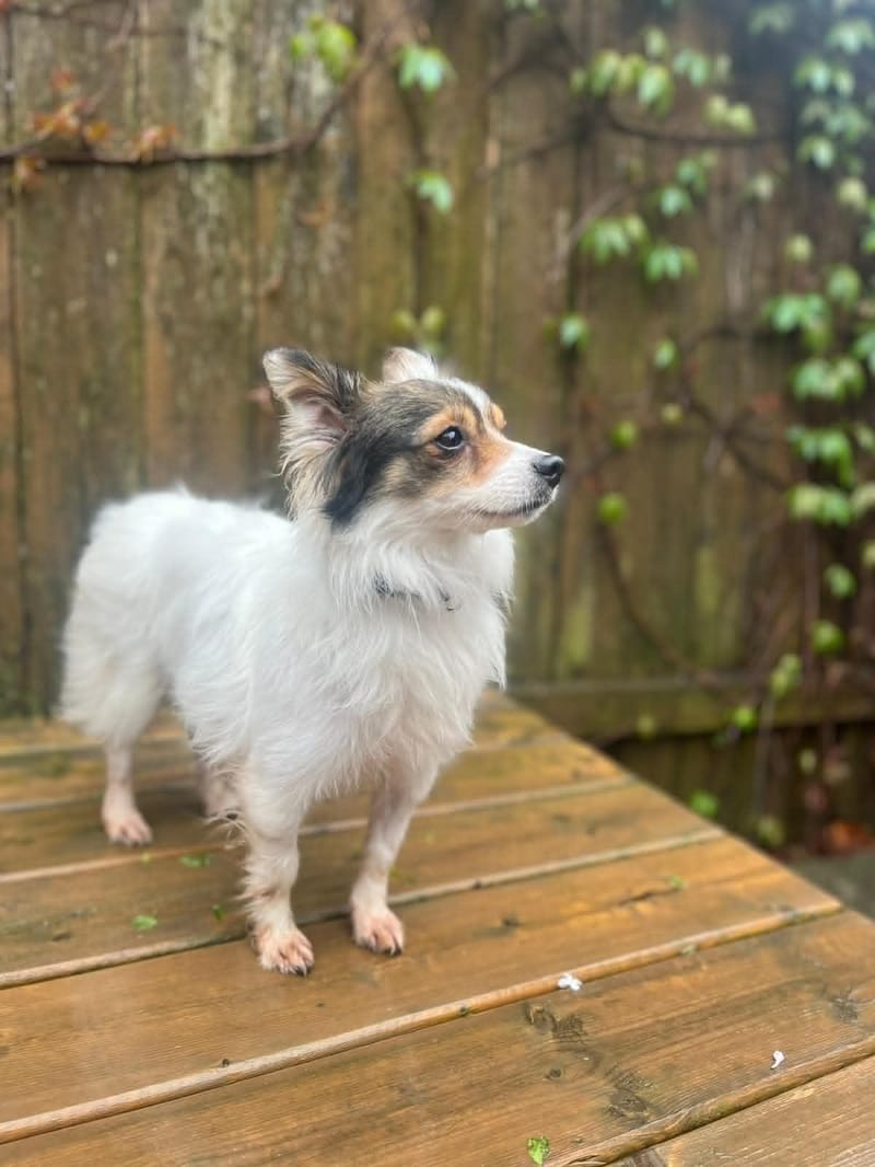 Rosie and Lui Are Safe in Canada!