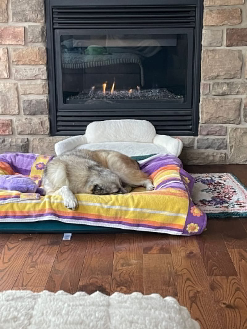 Rosie and Lui Are Safe in Canada!
