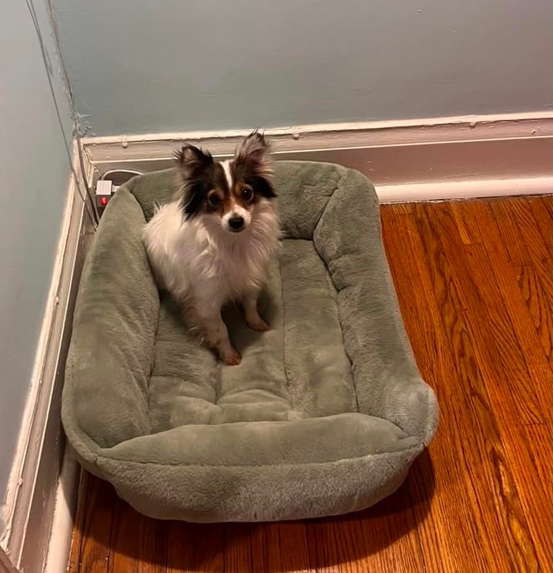 Rosie and Lui Are Safe in Canada!