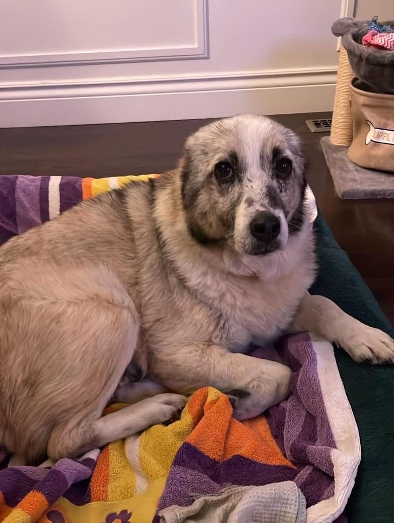Rosie and Lui Are Safe in Canada!