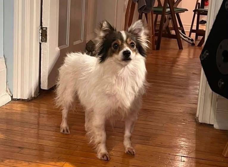 Rosie and Lui Are Safe in Canada!