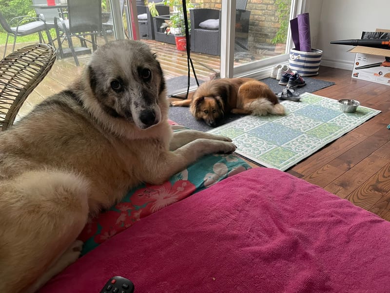 Rosie and Lui Are Safe in Canada!