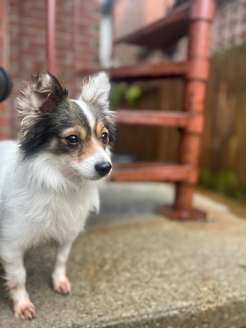 Rosie and Lui Are Safe in Canada!