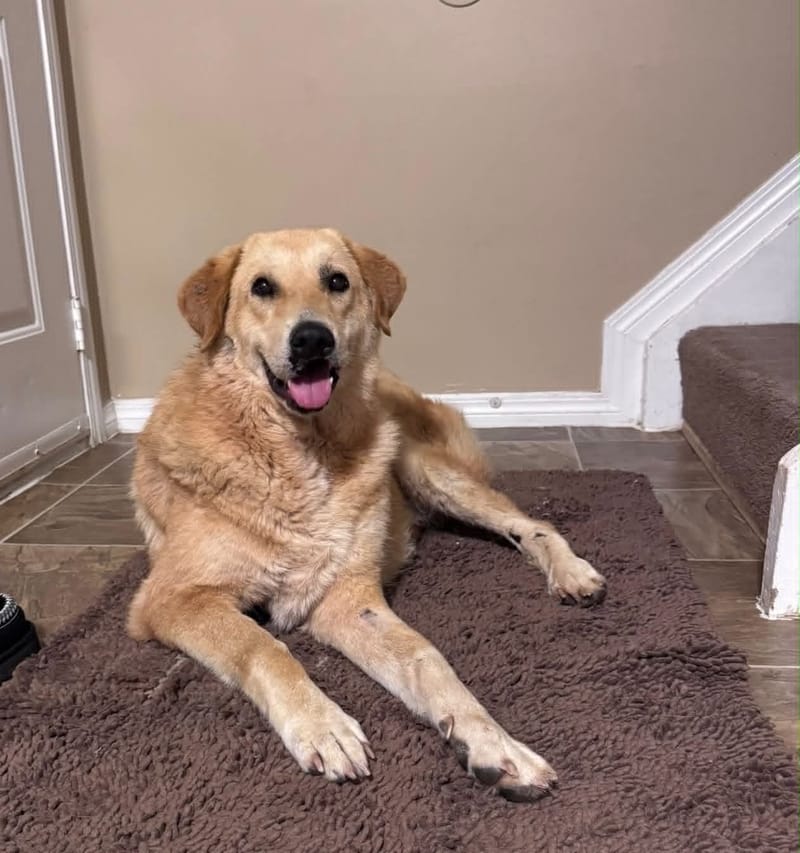 Goldie Is Singing in Canada