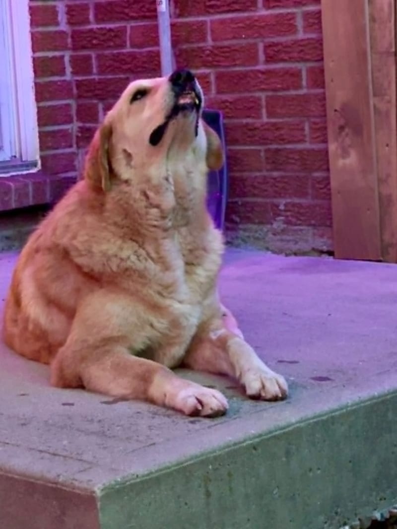 Goldie Is Singing in Canada